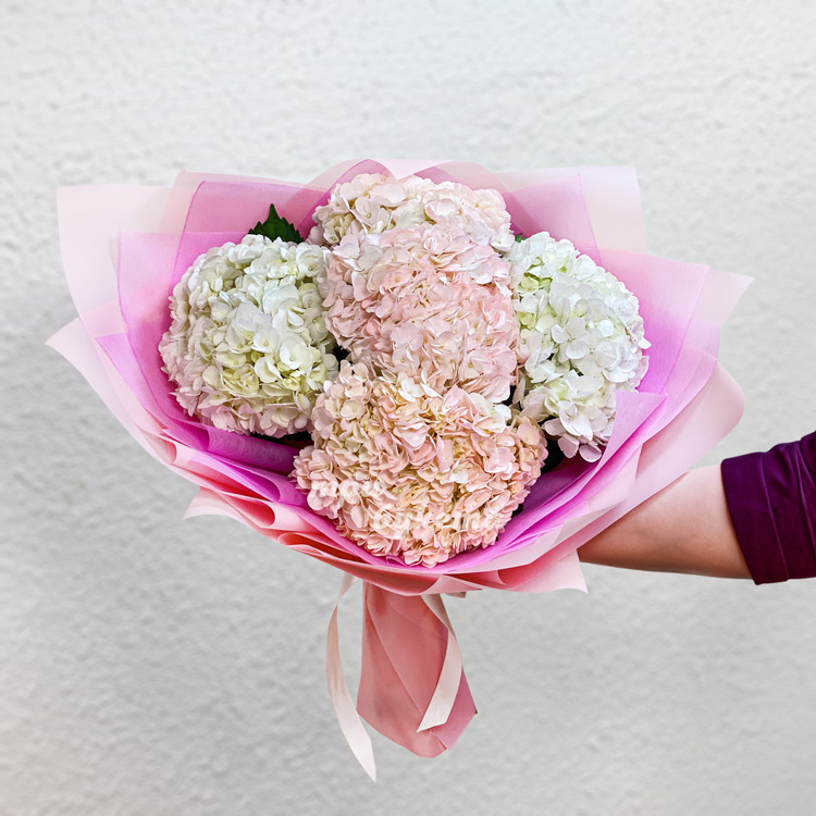 7 розовых и белых гортензий